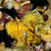 scorpionfish_leaf_db_h_0705_png2151.jpg